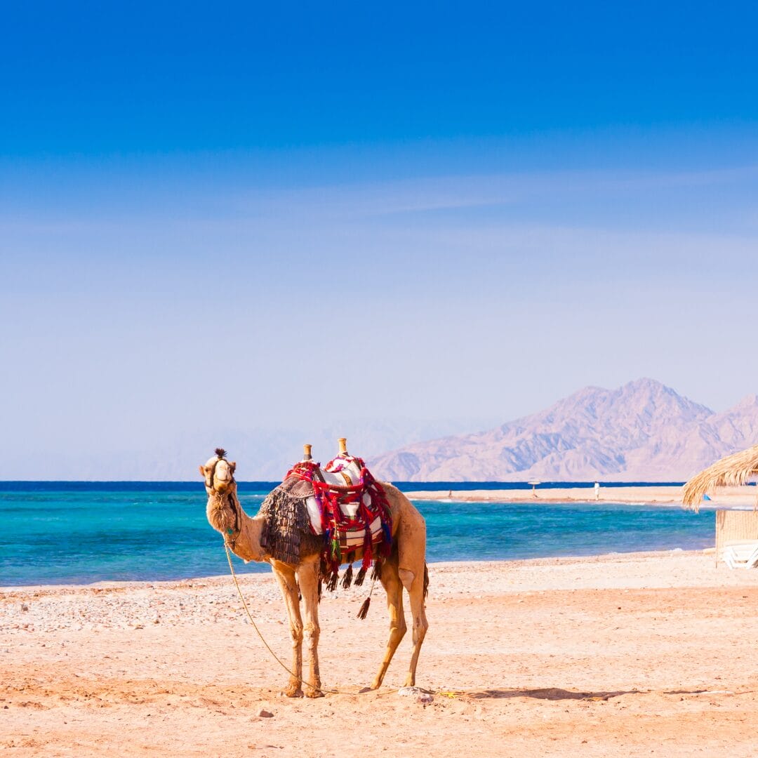 Un cammello sulla spiaggia vicino all'oceano durante una crociera MSC.