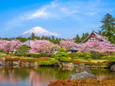 Ciliegi in fiore e un edificio tradizionale giapponese si trovano vicino a uno stagno, con il Monte Fuji sullo sfondo e un cielo azzurro e limpido.