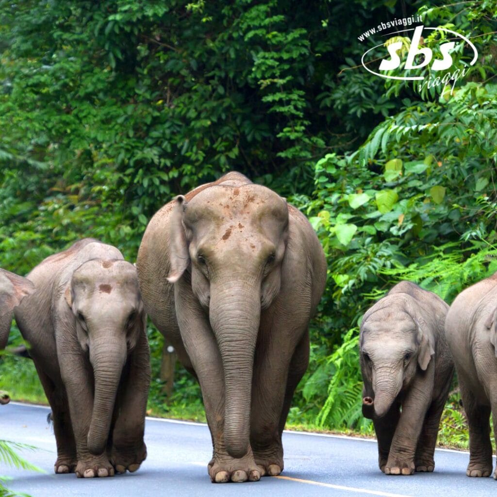 Un gruppo di elefanti, tra cui alcuni adulti e un cucciolo, passeggia lungo una strada asfaltata circondata da un fogliame verde brillante, come una bozza automatica che si fonde perfettamente con il paesaggio lussureggiante.