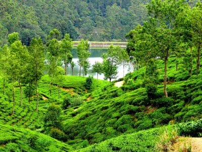 Una tranquilla piantagione di tè con rigogliosi cespugli verdi si estende su dolci colline, circondata da alberi imponenti. Un lago calmo rispecchia la flora vibrante mentre una foresta sussurra segreti sullo sfondo.