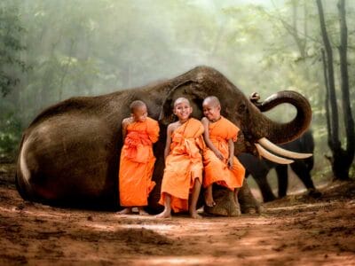 Tre giovani monaci in tuniche arancioni siedono sopra e intorno a un elefante e le loro risate riecheggiano nella foresta lussureggiante: una scena uscita da una brochure di Thailandia Tour.