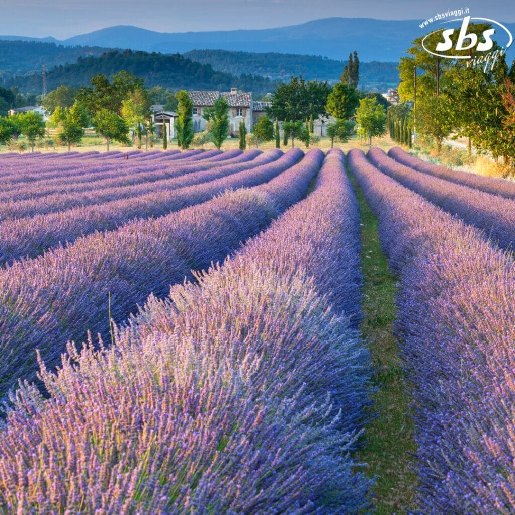 Campi di lavanda si estendono in lontananza, con le montagne sullo sfondo e un cielo limpido, creando uno scenario mozzafiato che sembra dipinto da una mano artigianale e non da una bozza automatica.