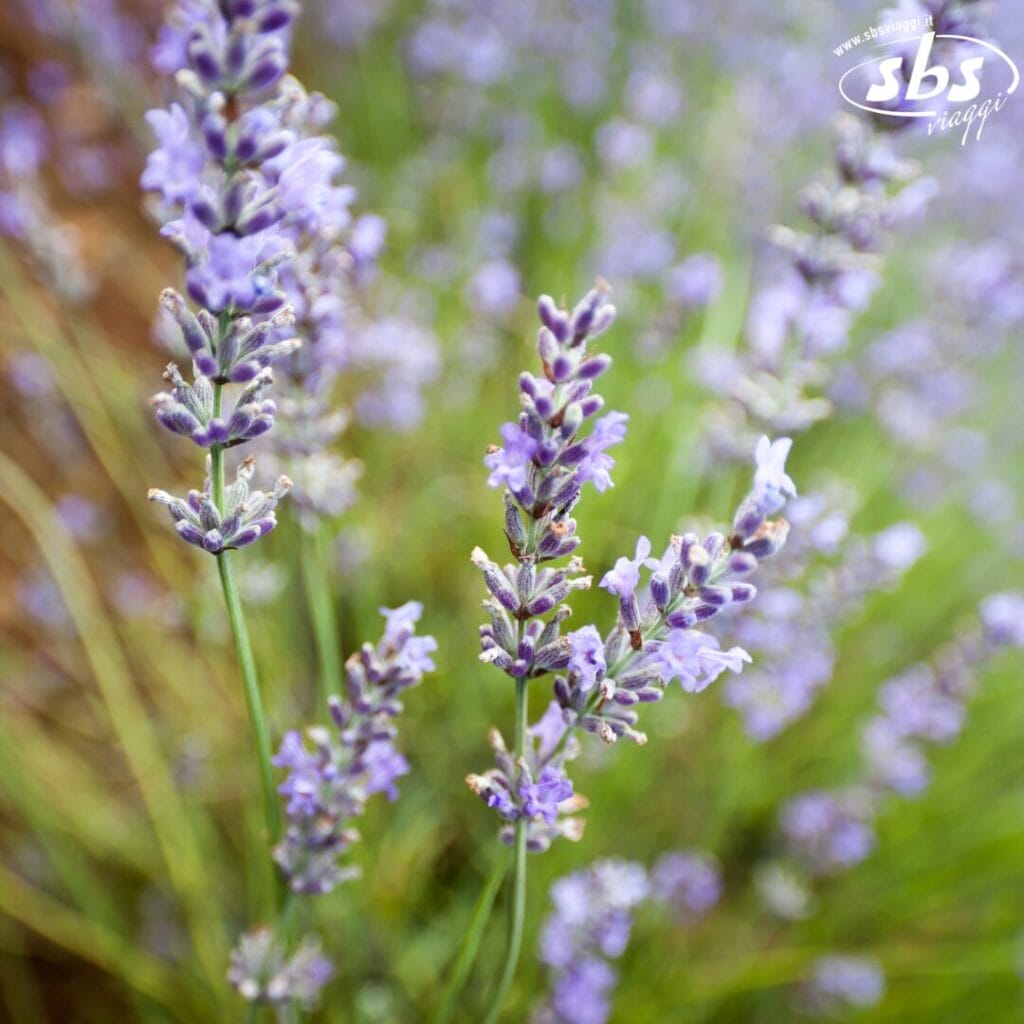 Il primo piano dei fiori di lavanda in fiore, con i loro delicati petali viola e gli steli verdi, cattura l'arte della natura come una bozza automatica sullo sfondo naturale sfocato.