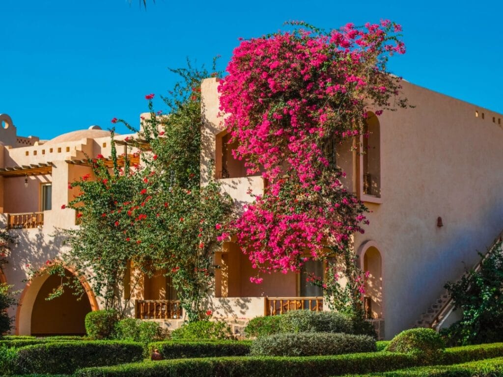 L'edificio beige con archi, circondato da una vegetazione lussureggiante, presenta delle buganvillee rosa acceso che si arrampicano sulla sua facciata. Sotto un cielo azzurro e terso, emana un fascino automatico che ricorda una bozza automatica catturata nel design della natura.