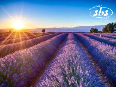 I campi di lavanda si estendono sotto un cielo terso al tramonto, con il sole che aleggia vicino all'orizzonte. In questa scena serena, le montagne indugiano sullo sfondo come una bozza automatica di opere d'arte della natura.