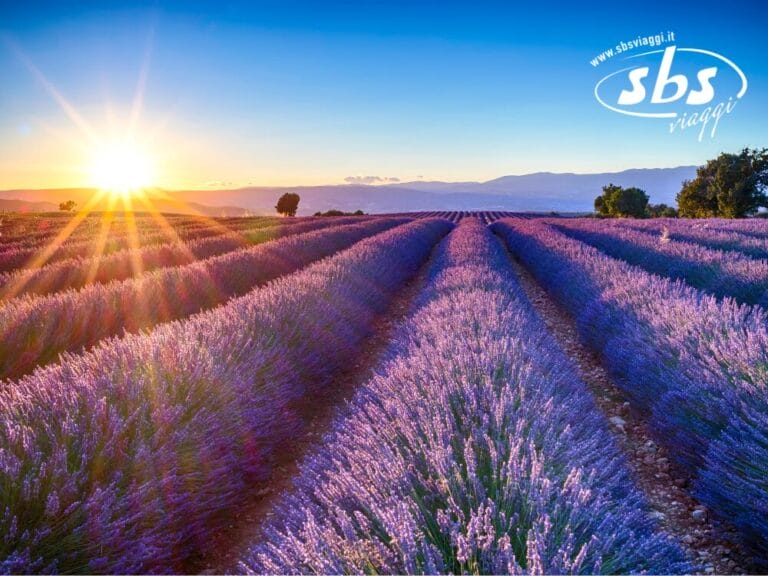 I campi di lavanda si estendono sotto un cielo terso al tramonto, con il sole che aleggia vicino all'orizzonte. In questa scena serena, le montagne indugiano sullo sfondo come una bozza automatica di opere d'arte della natura.