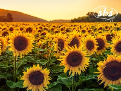Un vasto campo di girasoli al tramonto evoca la serena bellezza della Provenza, con un logo ben visibile nell'angolo in alto a destra, che invita a visitare questo pittoresco paesaggio.