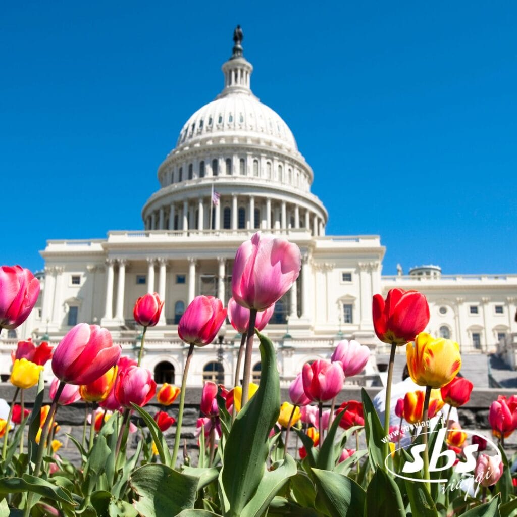 Sullo sfondo si vede il Campidoglio degli Stati Uniti, con i suoi colorati tulipani in fiore in primo piano sotto un cielo azzurro e terso, offrendo uno scenario perfetto per qualsiasi tour della costa orientale o della metropoli.