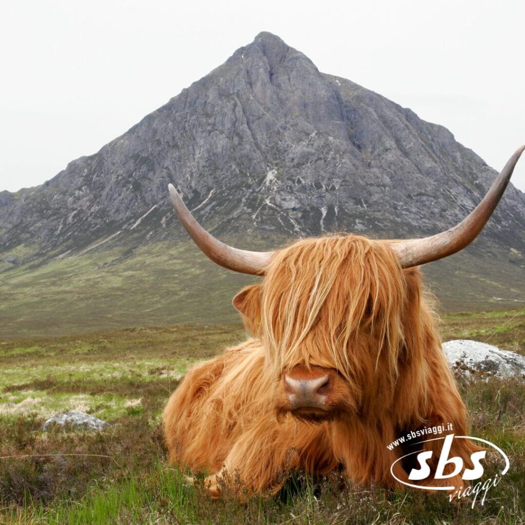 Una mucca delle Highlands con il lungo pelo ispido e le grandi corna ricurve giace in un campo erboso ai piedi di una montagna, catturando l'essenza della Scozia Classica. Il logo
