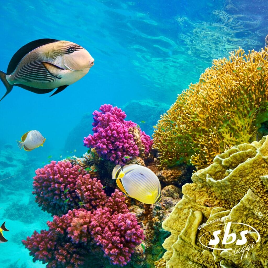 Una varietà di pesci colorati nuota vicino alle vivaci barriere coralline subacquee di Sharm; il logo di SBS Diving appare nell'angolo in basso a destra.
