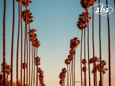 Alte palme costeggiano entrambi i lati di una strada di Los Angeles sotto un tramonto limpido del 1924, con il logo "sbs viaggi" nell'angolo in alto a destra.