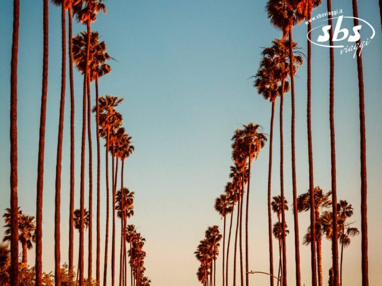 Alte palme costeggiano entrambi i lati di una strada di Los Angeles sotto un tramonto limpido del 1924, con il logo "sbs viaggi" nell'angolo in alto a destra.
