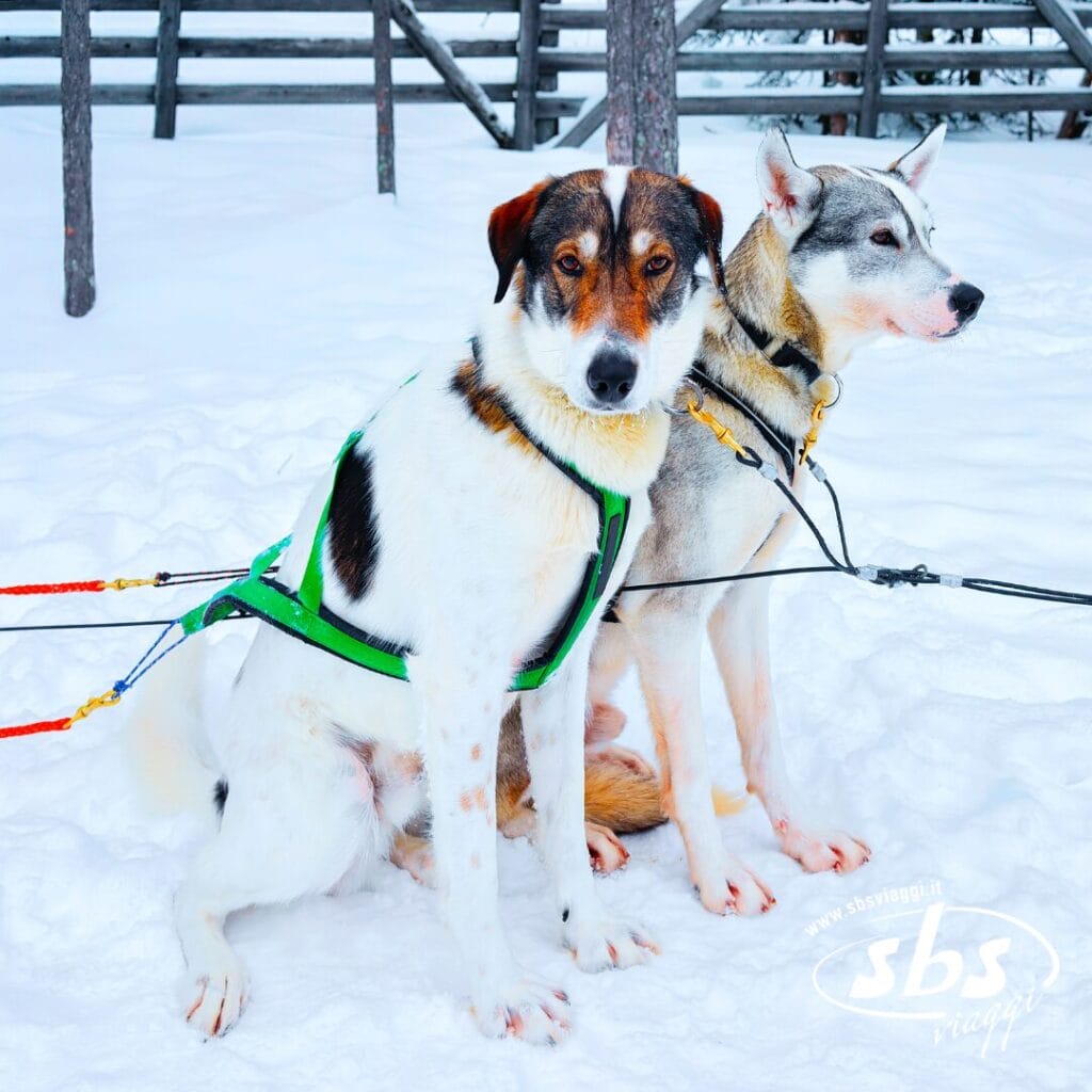 Due cani da slitta imbracati siedono uno accanto all'altro sulla neve, pronti per un'avventura in Lapponia, attaccati all'attrezzatura della slitta e con una recinzione di legno visibile sullo sfondo.