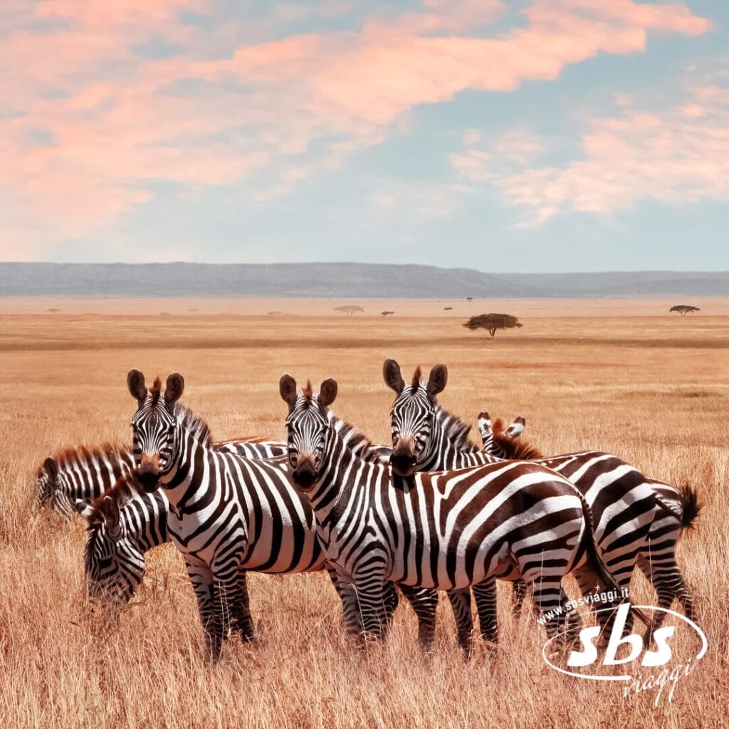 Un gruppo di zebre si trova in una savana erbosa sotto un cielo rosa e azzurro, con il logo