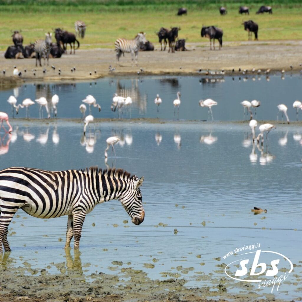 Una zebra che guada l'acqua nei Parchi del Nord, in Tanzania, circondata da fenicotteri, gnu e altre zebre vicino a uno stagno tranquillo.