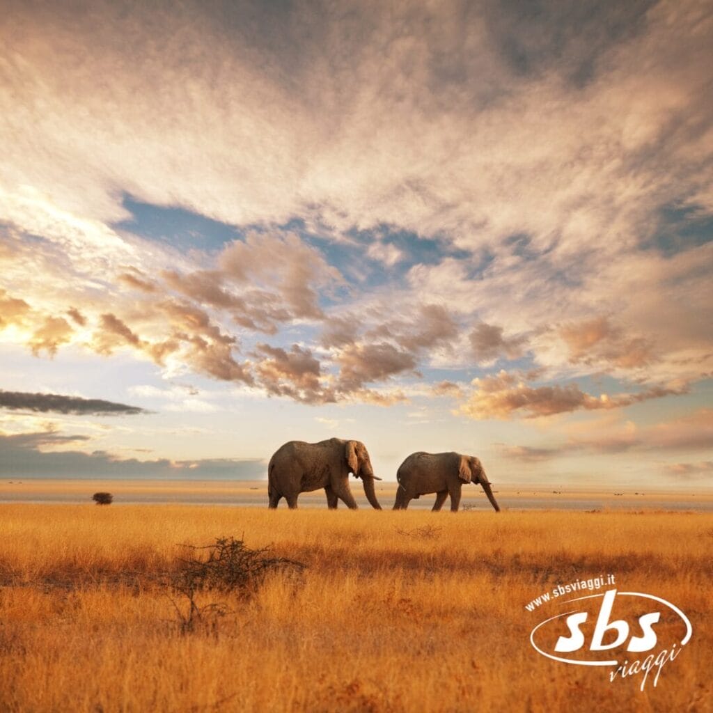 Due elefanti camminano in una savana dall'erba dorata sotto un cielo nuvoloso e spettacolare al tramonto, catturando lo spirito della scoperta in Kenya.
