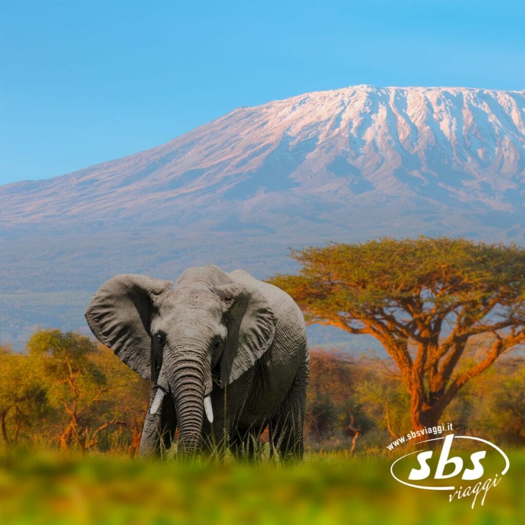 Un elefante si trova nelle pianure erbose di Tsavo Est, con il monte Kilimanjaro sullo sfondo, sotto un cielo azzurro e limpido, vicino alle pittoresche colline di Taita.