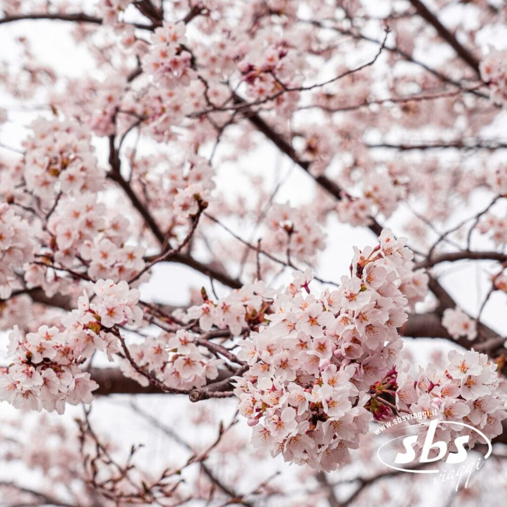 Primo piano di rami di ciliegio ricoperti da grappoli di fiori rosa pallido su uno sfondo sfocato, che evoca la bellezza del Giappone in primavera, con una filigrana