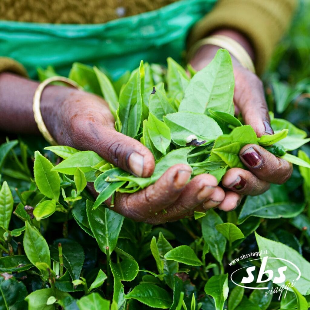 Primo piano di mani che tengono foglie di tè verde appena raccolte, con altre foglie e piante sotto: uno sguardo vivace al turismo dello Sri Lanka e alla lussureggiante regione del tè dell'isola.