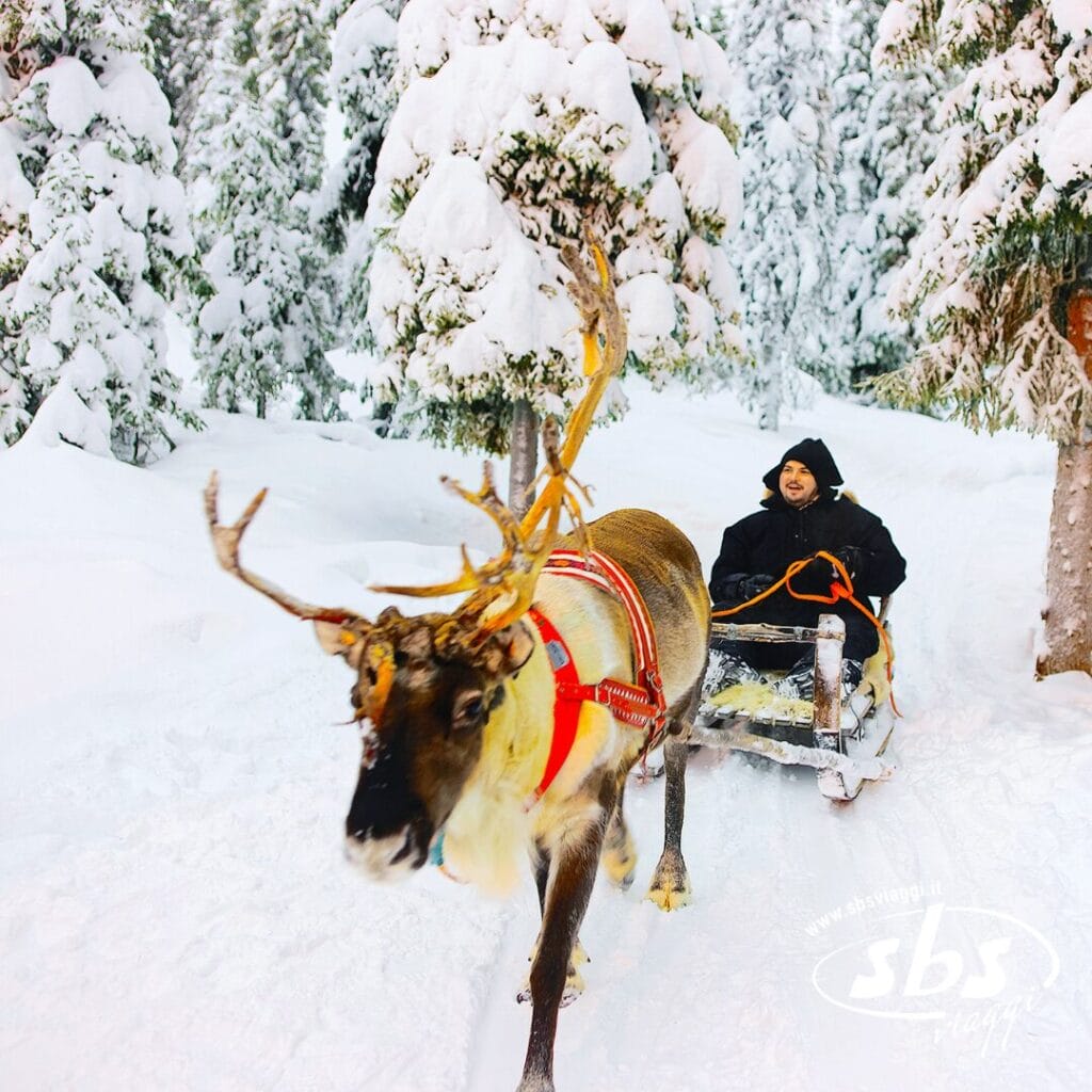 Una persona si gode il magico Tour Lapponia, viaggiando su una slitta trainata da renne attraverso una foresta innevata, con alberi innevati sullo sfondo.