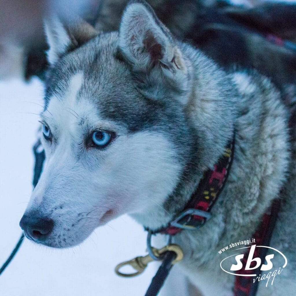 Un primo piano di un husky dagli occhi azzurri che indossa una pettorina, con un altro cane leggermente visibile sullo sfondo. La pettorina è dotata di anello metallico e clip. La magia di Incanto Boreale traspare, con il logo