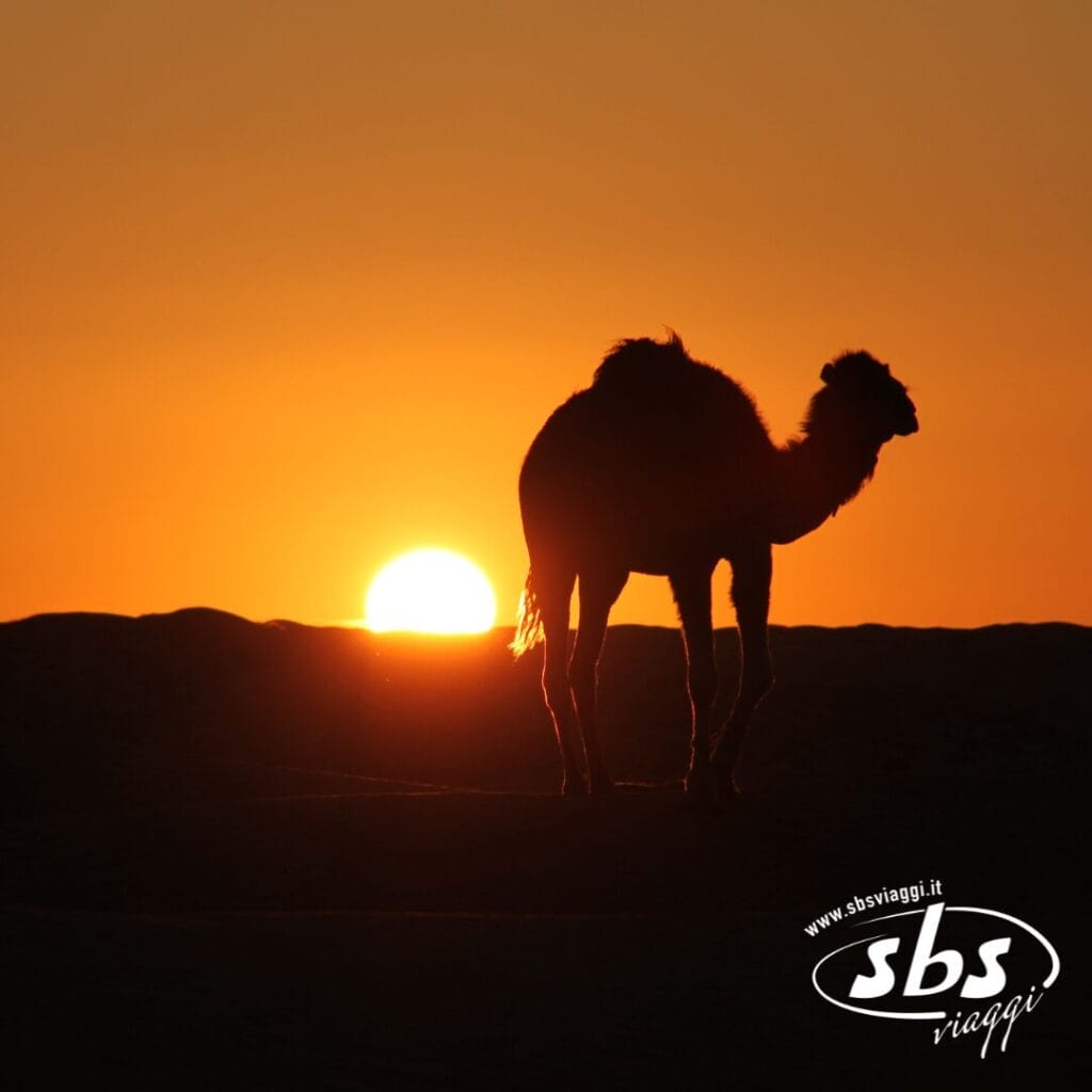 Un cammello in controluce nel deserto tunisino al tramonto, con il sole basso all'orizzonte, un'oasi che brilla in lontananza e il logo SBS Viaggi visibile.