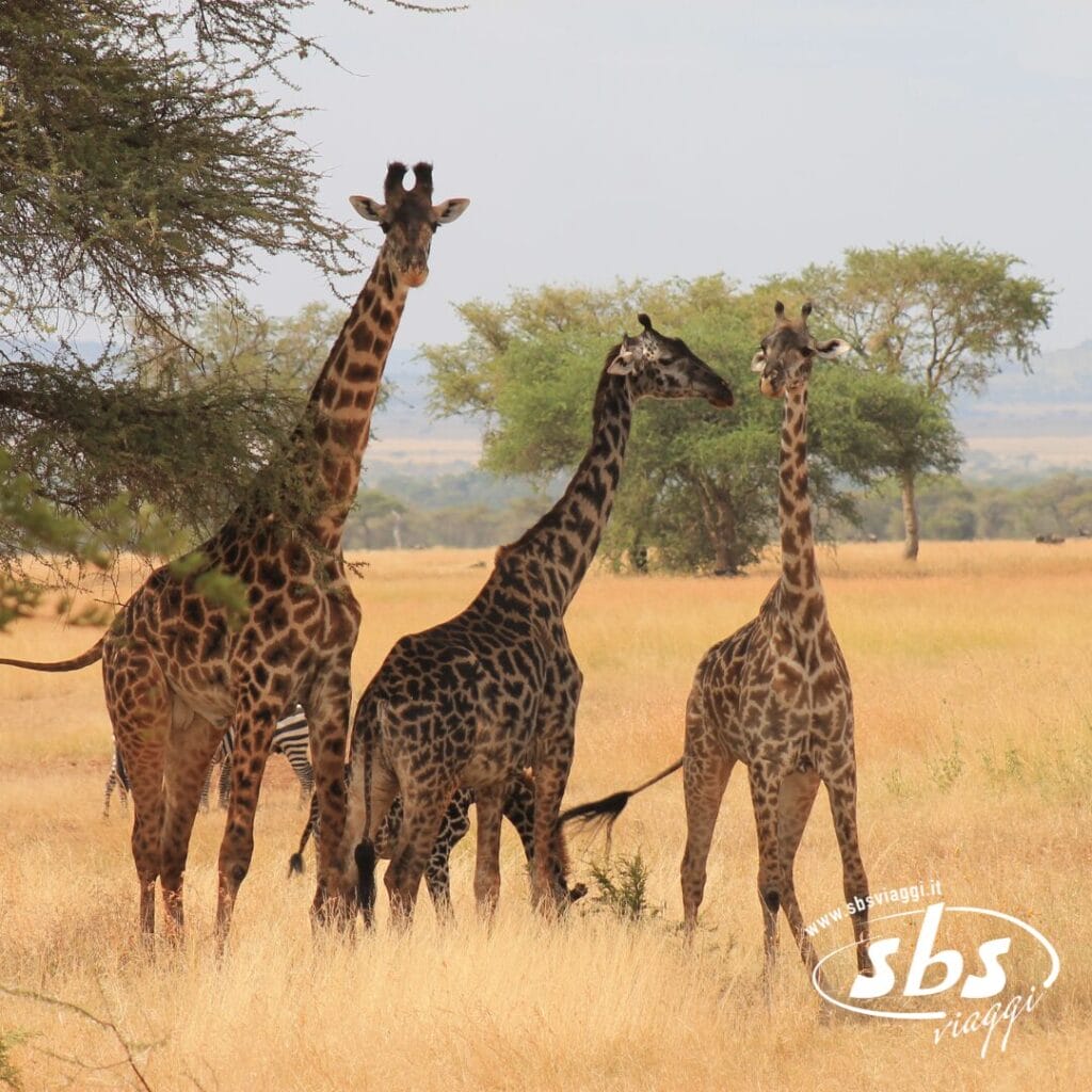Tre giraffe sono in piedi insieme in una savana erbosa con alberi sullo sfondo, catturando lo spirito del Gran Tour della Tanzania; logo "sbs viaggi" in un angolo.