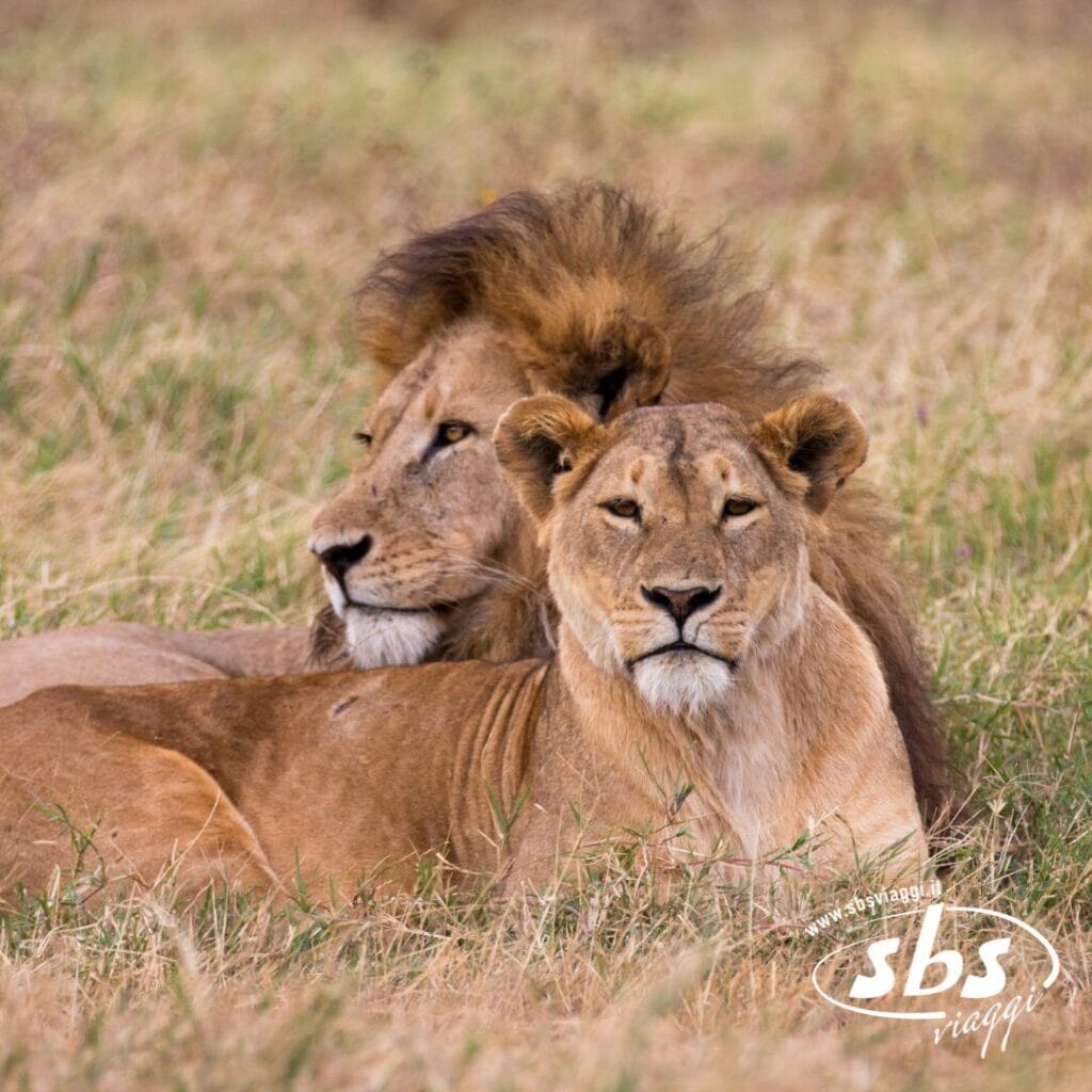 Due leoni sdraiati uno vicino all'altro nell'erba secca dei Parchi del Nord in Tanzania, con uno dei due che appoggia la testa sull'altro.