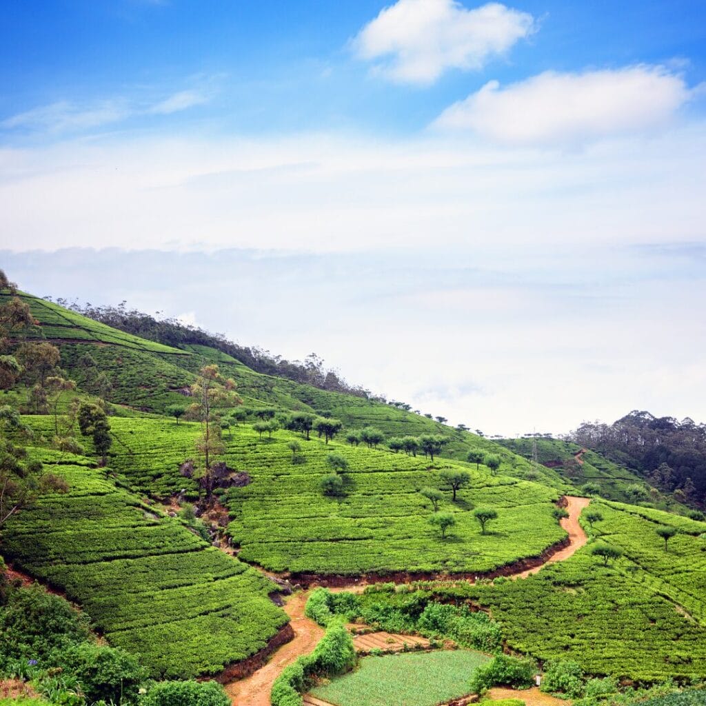 Durante il tuo tour dello Sri Lanka ti aspettano rigogliose piantagioni di tè verde su dolci colline, il tutto sotto un cielo azzurro brillante con nuvole sparse.