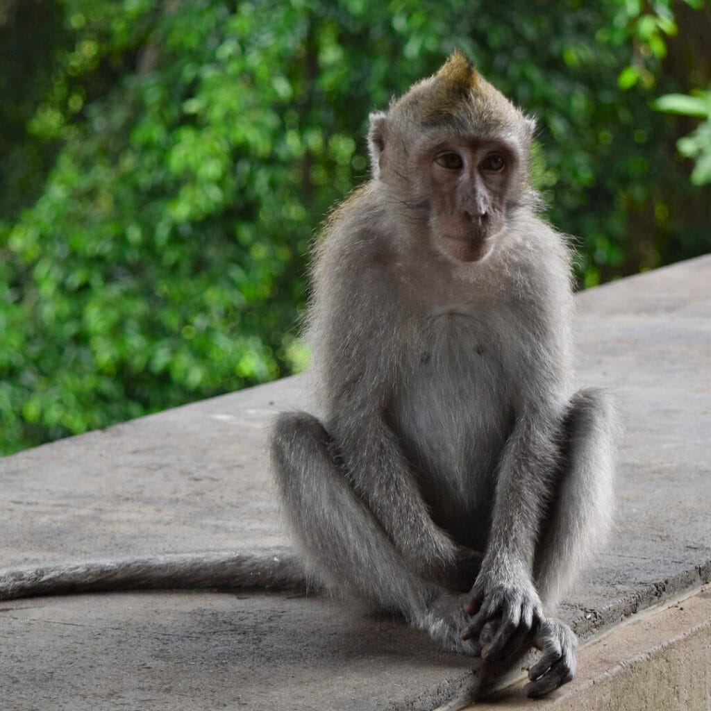 Una scimmia dalla pelliccia grigia è seduta su una superficie di cemento, circondata da una lussureggiante vegetazione verde: una scena uscita da Bali Secrets, che vi invita a visitare le meraviglie naturali di Bali.