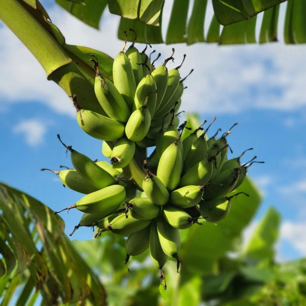Un grappolo di banane verdi acerbe pende da una pianta di banano, circondato da grandi foglie verdi sotto un cielo azzurro: uno scenario vivace spesso ammirato durante un tour della Cambogia.