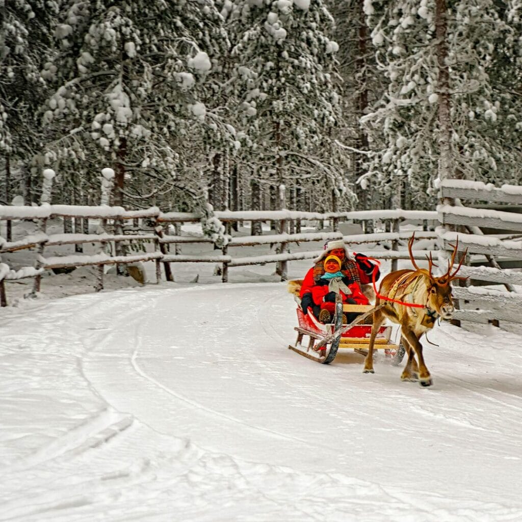 Una renna traina una slitta trainata da due persone lungo un sentiero innevato e recintato nella foresta lappone. La neve ricopre il terreno e gli alberi, creando un magico scenario invernale, perfetto per un'esperienza indimenticabile in Lapponia.
