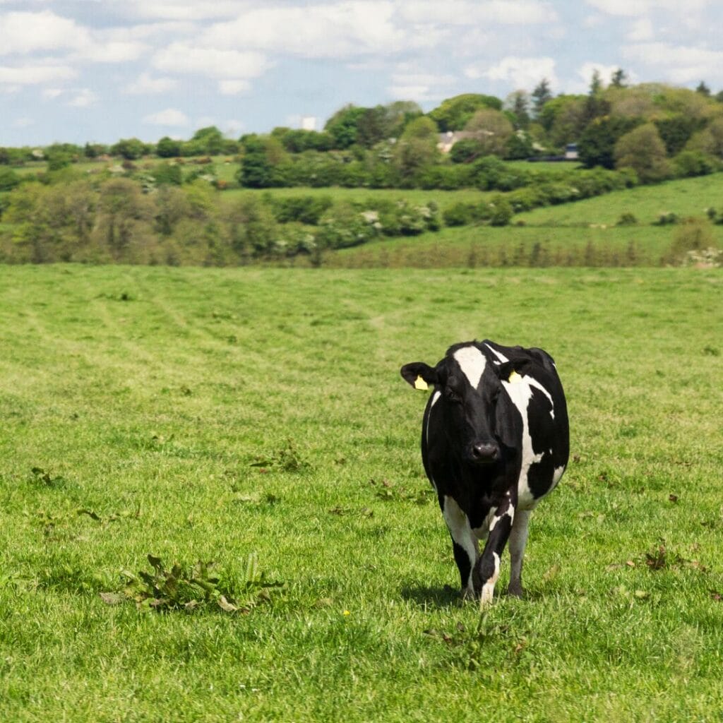 Una mucca bianca e nera è in piedi in un campo erboso verde sotto un cielo parzialmente nuvoloso, con alberi e colline sullo sfondo: lo scenario perfetto per un tour esclusivo in Irlanda.