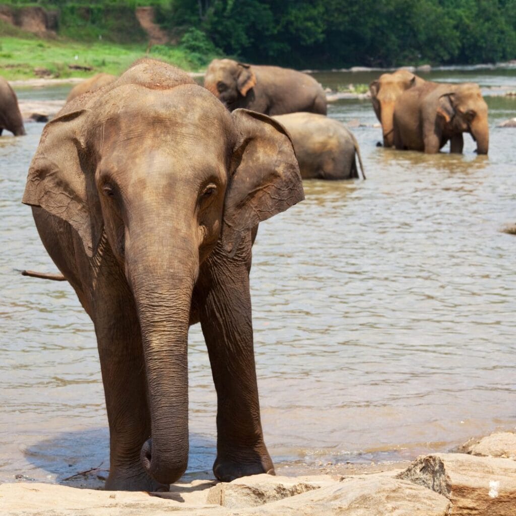 Un gruppo di elefanti sta fermo e guada un fiume poco profondo, circondato da alberi rigogliosi: un momento di serenità che mette in mostra la bellezza della natura dello Sri Lanka.