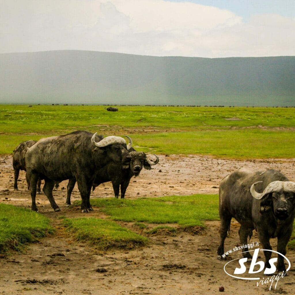 Un gruppo di bufali infangati si trova su pianure erbose nei Parchi del Nord della Tanzania, con colline in lontananza sotto un cielo nuvoloso.
