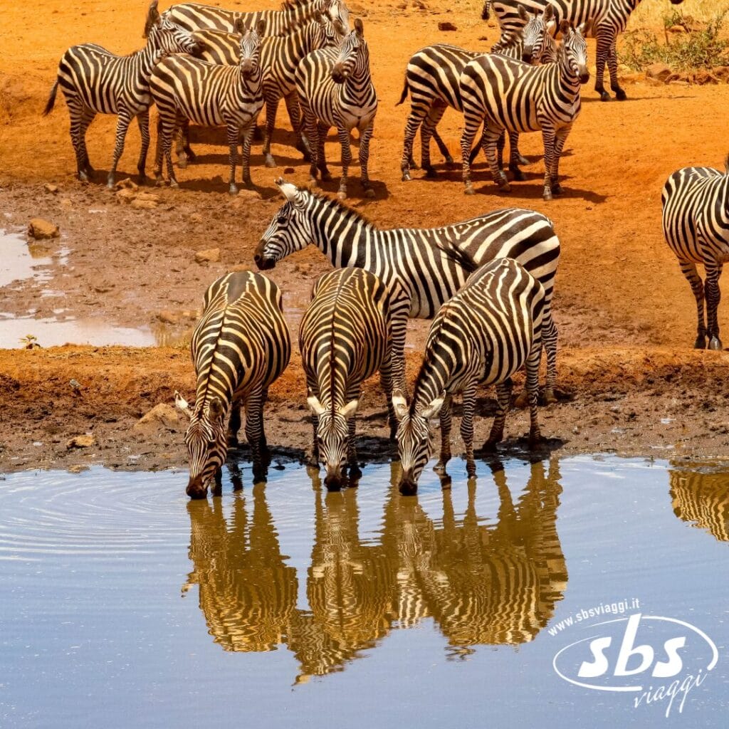 Un gruppo di zebre beve acqua da una pozza d'acqua fangosa nel parco Discovery Kenya, con altre zebre visibili sullo sfondo.