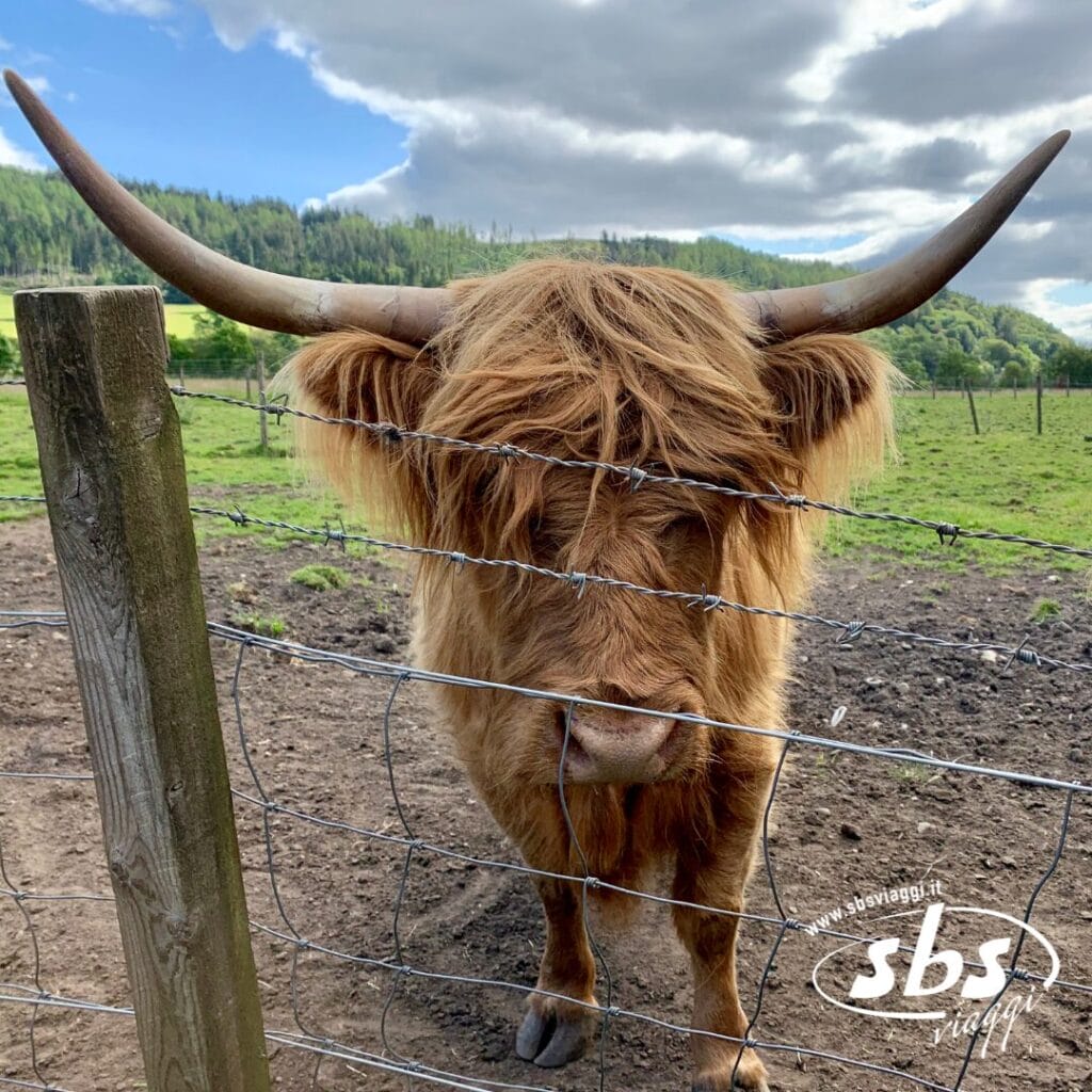 Una mucca delle Highlands, con lunghe corna e pelo marrone ispido, è in piedi dietro una recinzione di filo spinato in un campo erboso, sullo sfondo delle dolci colline e del cielo nuvoloso delle Highlands.