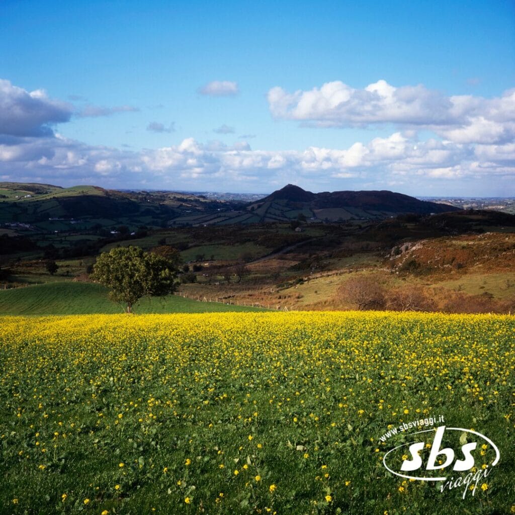 Un ampio campo di fiori selvatici gialli con un albero solitario, dolci colline e un cielo parzialmente nuvoloso sullo sfondo evoca il fascino del Tour Irlanda; logo