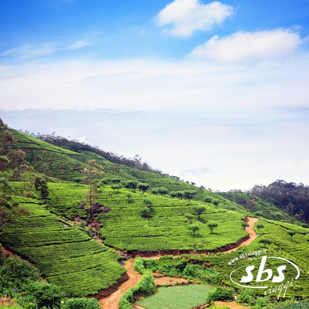 Una collina verde con piantagioni di tè sotto un cielo azzurro parzialmente nuvoloso, con sentieri tortuosi e alberi sparsi: una vista iconica di un tour dello Sri Lanka.