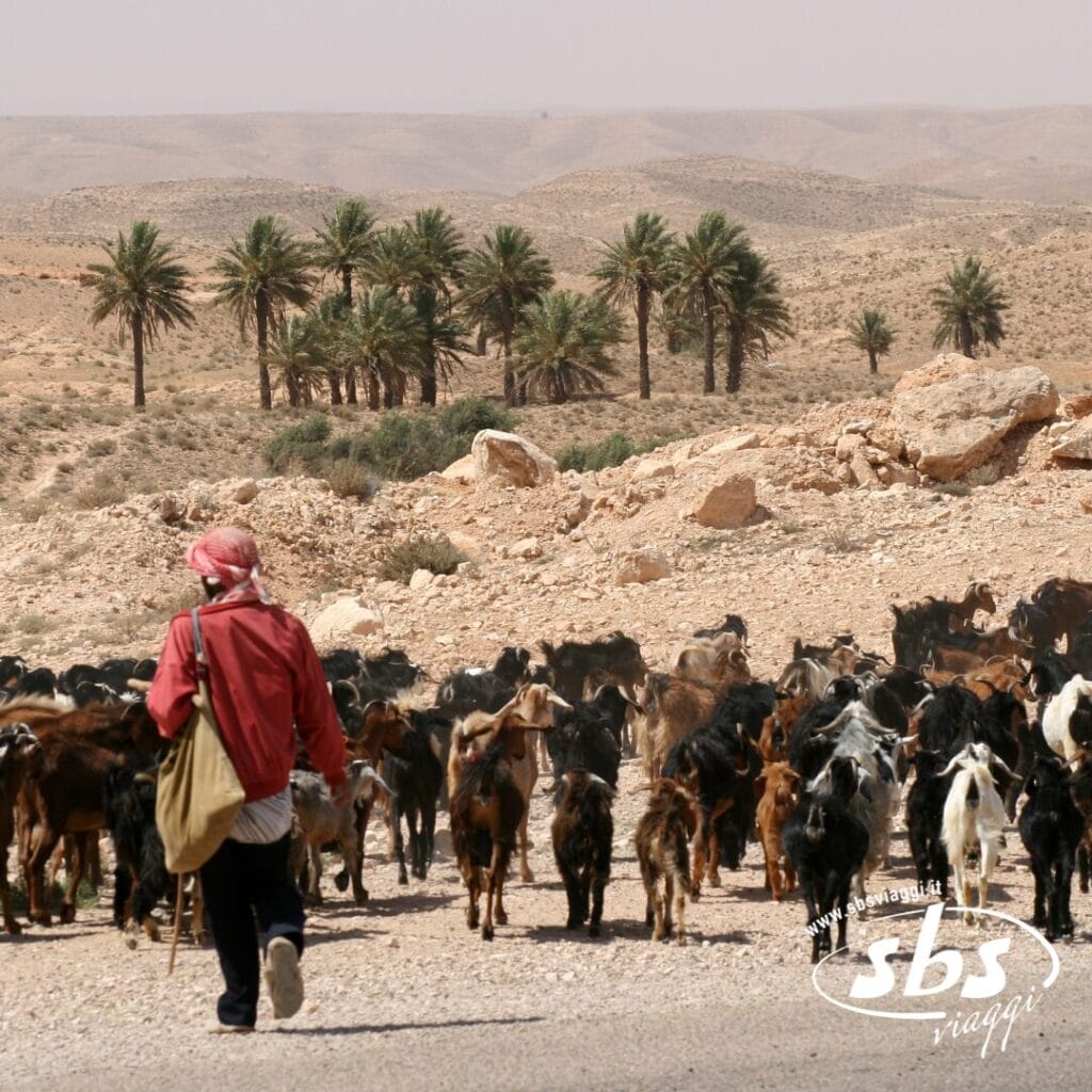 Una persona che pascola le capre in un paesaggio desertico roccioso vicino a un'oasi, con palme sullo sfondo: un'immagine che cattura la bellezza selvaggia della Tunisia.