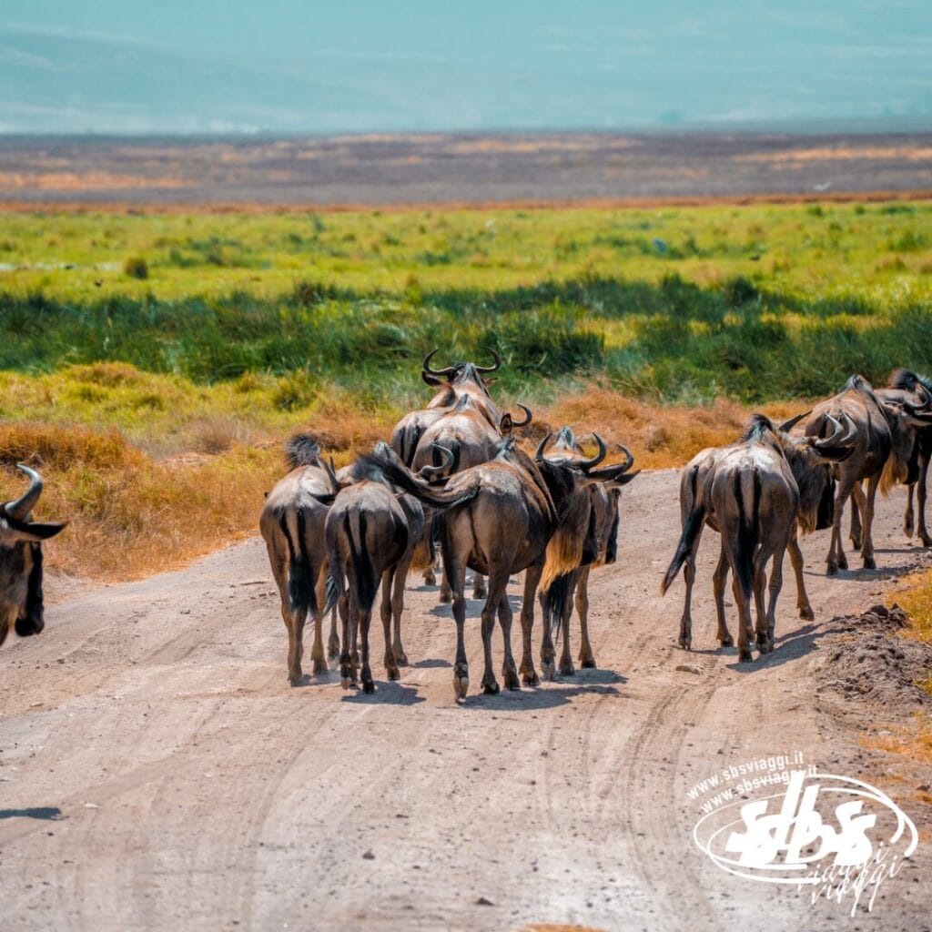 Una mandria di gnu cammina lungo una strada sterrata attraverso la savana erbosa sotto un cielo azzurro nei Parchi del Nord della Tanzania.