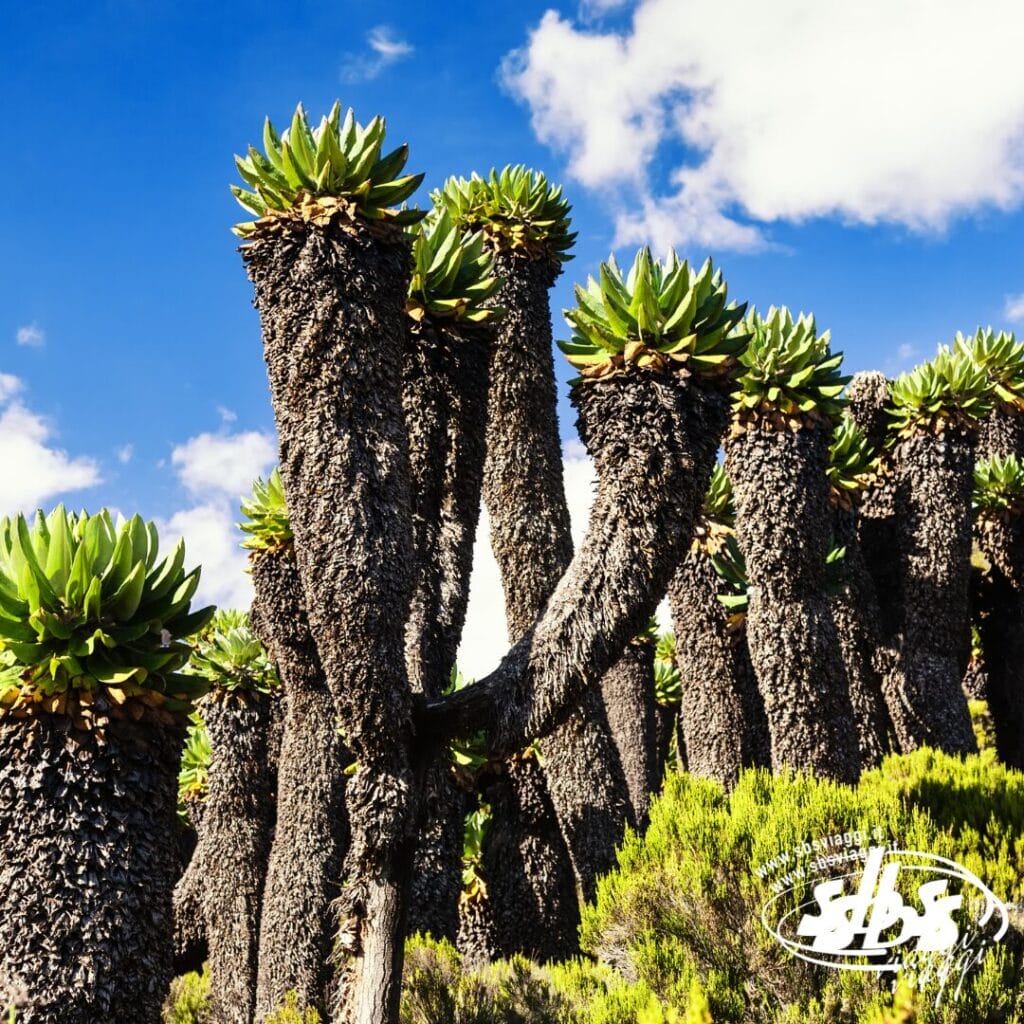 Diverse piante alte, dal tronco spesso e dalle cime verdi e appuntite si stagliano contro un cielo azzurro brillante con nuvole, ricordando i suggestivi paesaggi dello Tsavo Ovest.