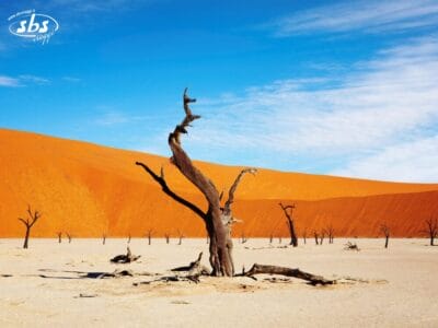 Un albero morto e senza foglie si erge in un paesaggio desertico arido, con dune di sabbia arancioni e un cielo azzurro sullo sfondo.