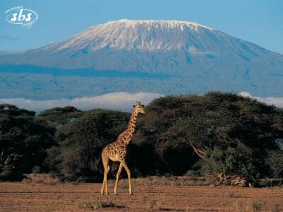 Una giraffa cammina nella savana del Kenya, con il monte Kilimanjaro e gli alberi di acacia sullo sfondo.