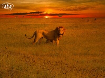 Un leone è in piedi nell'erba alta della savana di Tsavo Est al tramonto, con un cielo arancione sullo sfondo.