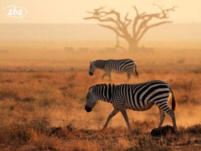 Due zebre camminano su un prato secco al tramonto ad Amboseli, con un grande albero e animali in lontananza sullo sfondo.