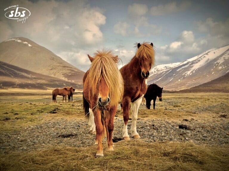 Due pony marroni sono in piedi in un campo erboso sull'Isola tra Due Mondi, con montagne innevate sullo sfondo e altri che pascolano dietro: una scena idilliaca da questa Isola tra Due Mondi.