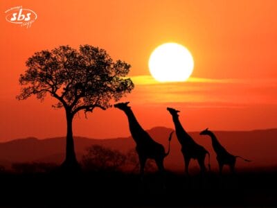 Tre giraffe sono in piedi vicino a un albero, in controluce rispetto a un tramonto arancione, con il sole basso all'orizzonte in un paesaggio di savana africana.