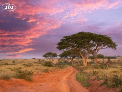 Una strada sterrata si snoda attraverso un paesaggio di savana con alberi sparsi sotto un cielo al tramonto vivace e colorato.