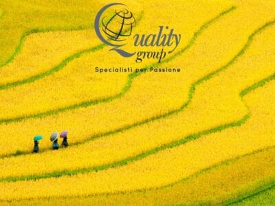Tre persone con ombrelli camminano tra vivaci terrazze di riso giallo, con il logo del "Quality Group" sopra di loro, a sottolineare lo spirito di scoperta che si ritrova in ogni Gran Tour del Vietnam.